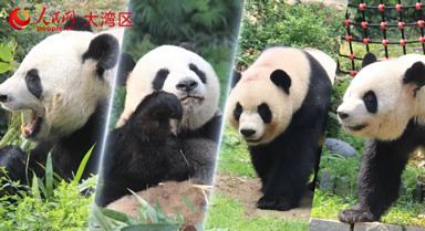 澳门微视：大熊猫·小可爱